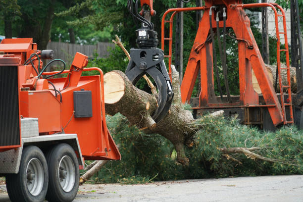 Best Best Tree Removal Services  in Conestee, SC